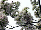 「アマノガワ」です。枝も花も天に向いています。