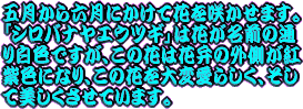 �k�̊ۊǗ��������̕��ɕ������̂ł����A�u�E�c�M�v�𗊂񂾂����ł����A�Ԃ��炢����u�X�ы�؁v���������ł��B