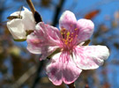 冬桜のページへ