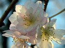 十月桜のページへ。Click, please.