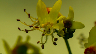 モクゲンジの花へ