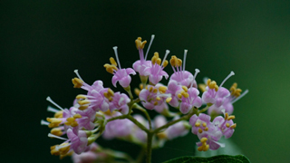 ムラサキシキブの花の紹介です。